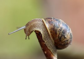 Robil